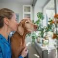 5 rasa pasa koje najteže podnose samoću: Kad ih ostavite kod kuće, dožive veliki stres