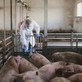 Stanković (Poljoprivredni fakultet): Za suzbijanje afričke kuge potreban rad veterinara na farmama
