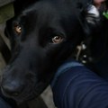 Naučnici otkrili da su kapi sa uljem limunskog eukaliptusa efikasne u zaštiti pasa od buva i krpelja