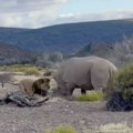 Nosorog došao do lava koji se baškario s 2 lavice i napravio mu haos! Došlo do obračuna, kamere sve snimile