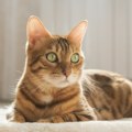 Bengalske mačke se smatraju najlepšim na svetu Imaju divlje pretke i vrlo su živahne, ali obožavaju svoje vlasnike