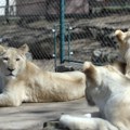 Lavovi rastrgli čuvara zoo vrta naočigled posetioca: Turisti gledali kako ga životinje ubijaju: Muškarac napravio fatalnu…