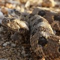 Petogodišnju devojčicu ujeo poskok, lekari joj spasili život i nogu Zmija je ujela dok se igrala pored kafića u Splitu