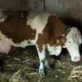 "Dešavalo se da se rode i sa dve glave, ali ovo se nije desilo" Čudo potreslo Srbiju: Krava Beba šokirala sve