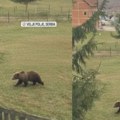 Nevjerovatna scena u Tutinu: Medvjed šeta Veljim Poljem