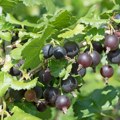 Ovo voće malo ko gaji u Srbiji, a kilogram ide i do 12 evra: Ne traži mnogo truda, a zdravo je i sve traženije
