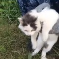 Zatvorski čuvari presreli mačku sa dve neobične ogrlice pa pozvali psa tragača: Ubrzo je usledilo pravo iznenađenje (video)…