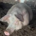 Niški zaštitari životinja u akciji spašavanja svinja koje vlasnik krvnički tuče motkom