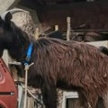 Ivana prodaje svog balkanskog jarca! Živeo sa 120 koza, nama je bio ljubimac! Rekla i cenu ali je na mrežama pitali samo ovo…