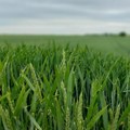Dronovi budućnost agrara (AUDIO)