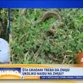 Zabeležena najezda zmija u Čačku: Evo šta treba da uradite ako ih vidite VIDEO