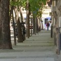 "Zabetoniran" drvored u Zemunu – nemar ili građevinsko rešenje za gradske sredine