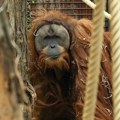 U samo četiri dana jakih kiša nestalo sedam odsto najređe vrste orangutana: studija
