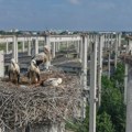 Fascinantnih 75 aktivnih gnezda u najvećoj koloniji belih roda u Srbiji i jednoj od najvećih u Evropi (FOTO)