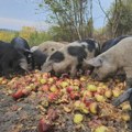 Poljoprivrednik koji gaji autohtone rase svinja: Kako sačuvati moravke i resavke u doba afričke kuge