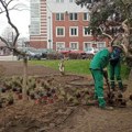 FOTO: "Zelenilo" sadilo drveće na Bulevaru Mihajla Pupina, u Kameničkom parku i Dečijem selu