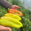 Tadeji lopovi ukrali 5 tona paprika: Mladi ratar u šoku, to nije najgore što su mu uradili