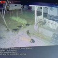 Ni dvorišta nisu sigurna: Zbog čopora pasa građani strahuju za djecu i ljubimce (VIDEO)