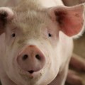 Hit snimak iz Prijedora: Farmer pokazao kako rashlađuje svinje tokom vrućina, dobile su pravi luksuz!