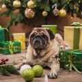 Savet veterinara: Da li novogodišnji ukrasi mogu biti opasnost za ljubimce? Zrenjanin - Novogodišnji ukrasi i kućni ljubimci
