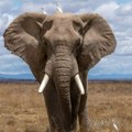 Predsednik Bocvane zapretio da će poslati 20.000 slonova u Nemačku