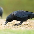 Nemačko istraživanje utvrdilo da vrane mogu da broje
