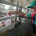 Tovljenici se prodavali za 230 dinara: U Čačku jagnjići jeftiniji nego pre - Ovako izgleda detaljan cenovnik