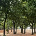 Akvarijum, gondola i muzeji na Ušću: Seča stotina stabala ili park zeleniji nego ikad? (VIDEO)