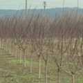 Zimski radovi u voćnjacima i vinogradima postavljaju temelje za bogat rod