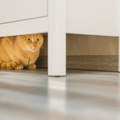 Mačke se kriju kada vam dođu gosti - veterinar objasnio zašto to rade