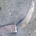 Isušeno korito Dunava u Bugarskoj otkrilo ostatke mamuta