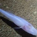 Naučnici otkrili ribu providne kože u pećinama Alabame