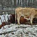 Srbija: Spasavanje zarboljenih životinja sa Krčedinske ade - u fotografijama