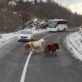 FOTO, VIDEO: Poniji šetaju putem kod Nove Varoši