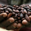 Cena kakaoa probila granicu od 8.000 dolara po toni