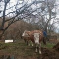 Mladom Slobodanu Maksiću zapalili su dve plevnje, on sada počeo da gradi novu