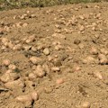 Dušana kritikovali zbog rizične ideje, njemu sada krompir spreman za vađenje: Evo kako toplo vreme utiče na voće i povrće…