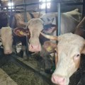 Domaćinska kuća za primer! Strizovići iz Gornjeg Milanovca rade od jutra do mraka, imaju čak 22 krave - otkrili šta je…