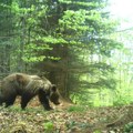 Nemilosrdan napad: Medved pojeo šest ovaca u toru, hitno došla policija