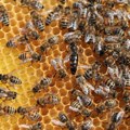 Pčele sve teže opstaju u savremenom svetu: Korisne insekte ugrožavaju ratovi, mikroplastika, ali i ulična rasveta