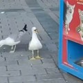 Galebovi se pretvaraju da su mačke: "Glume" za oskara da bi se ogrebali za hranu, snimak raspametio sve