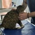 Povredila se i zvezdina mačka! Čuvena Ljubica morala hitno kod veterinara - stiglo i saopštenje o njenom zdravstvenom stanju