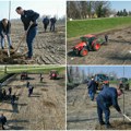 (Foto) U Sremskoj Mitrovici pošumljavaju pojas uz reku: Radnici „Vode Vojvodine” sade dvogodišnje topole uz Savu