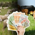 Država spremila novac za stočare: Pet milijardi dinara za junad, jagnjad, svinje. Evo do kada i gde se konkuriše.