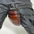 Nekome košmar, a nekome blago: U Australiji zaplenjene džinovske bubašvabe, vredne više od 120.000 evra