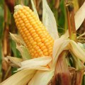 Stručnjaci o visokoj temperaturi i suši: Poljoprivreda mora da se prilagođava