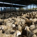 Srbija obnovila izvoz jagnjadi u Izrael: Krenula prva isporuka od 5.000 grla