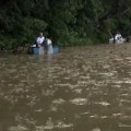 Počelo cvetanje Tise, kada se očekuje vrhunac rojenja