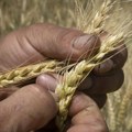 Ко има право на размену пшенице и кукуруза за НПК ђубриво: Овде је све што треба да знате