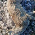 Zabrinuti lovci u ataru kule pronašli nove primerke otrovane srneće divljači Zbog pomora obustavljen lov na srne